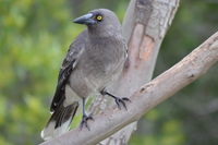 Grey Currawong - Berringa Sanctuary