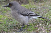 Grey Currawong - Berringa Sanctuary