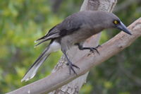 Grey Currawong - Berringa Sanctuary