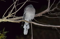 Grey Currawong - Berringa Sanctuary