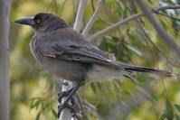 Grey Currawong - Berringa Sanctuary