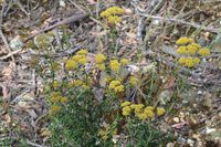 Grey Everlasting - The Block Sanctuary Berringa 