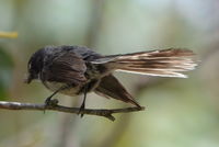 Grey Fantail - Berringa Sanctuary 