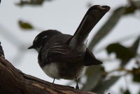 Grey Fantail - Berringa Sanctuary 