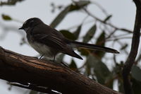 Grey Fantail - Berringa Sanctuary 