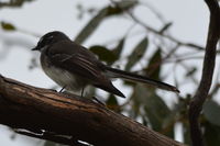 Grey Fantail - Berringa Sanctuary 
