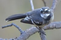 Grey Fantail - Pails for Scales Unique Pets