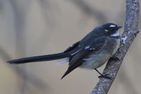 Grey Fantail - Pails for Scales Unique Pets