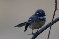 Grey Fantail - Pails for Scales Unique Pets