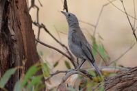 Grey Shrike Thrush - Berringa Sanctuary