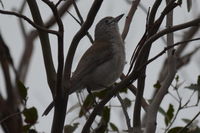 Grey Shrike Thrush - Berringna Sanctuary