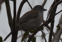 Grey Shrike Thrush - Berringna Sanctuary