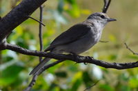 Grey Shrike Thrush - Berringna Sanctuary