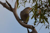 Grey Shrike Thrush The Block Berringa