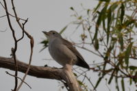 Grey Shrike Thrush The Block Berringa