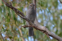 Grey Shrike Thrush - The Block Berringa