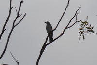 Grey Shrike Thrust - The Block Berringa