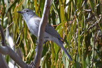 Grey Shrike-Thrush  - Pails for Scales Unique Pets