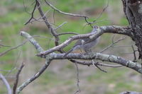 Grey Shrike-Thrush  - Pails for Scales Unique Pets