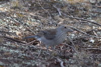 Grey Shrike-Thrush  - Pails for Scales Unique Pets