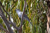 Grey Shrike-Thrush - The Block Berringa