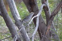 Grey Shrike-Thrush - The Block Berringa