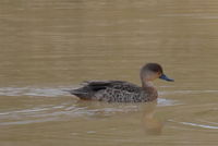 Grey Teal - Berringa Sanctuary