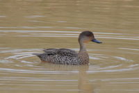 Grey Teal - Berringa Sanctuary