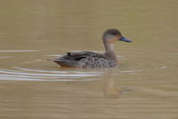 Grey Teal - Berringa Sanctuary