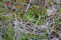 Hedge Grasshopper - Berringa Sanctuary