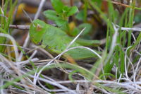 Hedge Grasshopper - Berringa Sanctuary