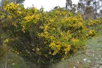 Hedge Wattle - The Block  Berringa Sanctuary 