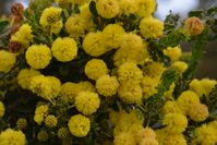 Hedge Wattle - The Block  Berringa Sanctuary 