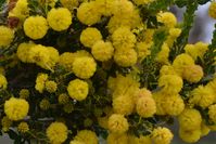 Hedge Wattle - The Block  Berringa Sanctuary 