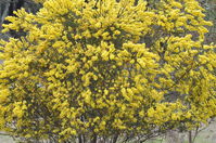 Hedge Wattle - Berringa Sanctuary 