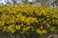 Hedge Wattle - Berringa Sanctuary