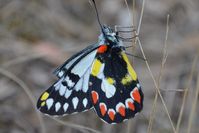 Imperial White Butterfly - Berringa Sanctuary 