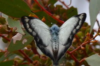 Imperial White Butterfly - Berringa Sanctuary 