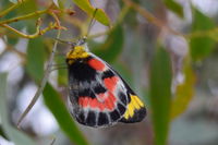 Imperial White Butterfly - Berringa Sanctuary 