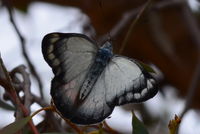 Imperial White Butterfly - Berringa Sanctuary 