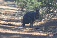 Julimar Conservation Park - W.A - Western Brush Wallaby 