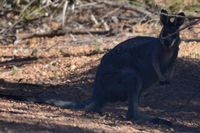 Julimar Conservation Park - W.A - Western Brush Wallaby 