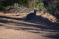 Julimar Conservation Park - W.A