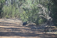 Julimar Conservation Park - W.A