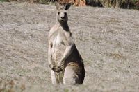 Kangaroo - Mount cole