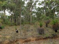 Lake Leschenaultia - W.A