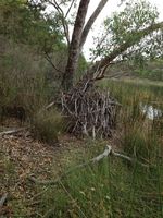 Lake Leschenaultia - W.A