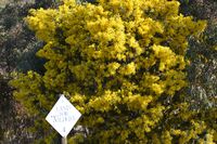 Land for Wildlife Sign with the Cootamundra Wattle