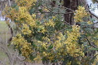 Late Black Wattle - Berringa Sanctuary 