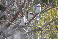 Laughing Kookaburra - Berringa Sanctuary 